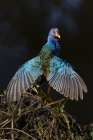 American purple gallinule drying wings. Art Print